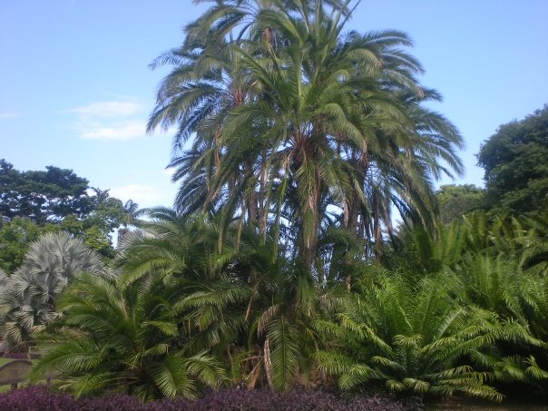 fleur exotique fairchild tropical garden