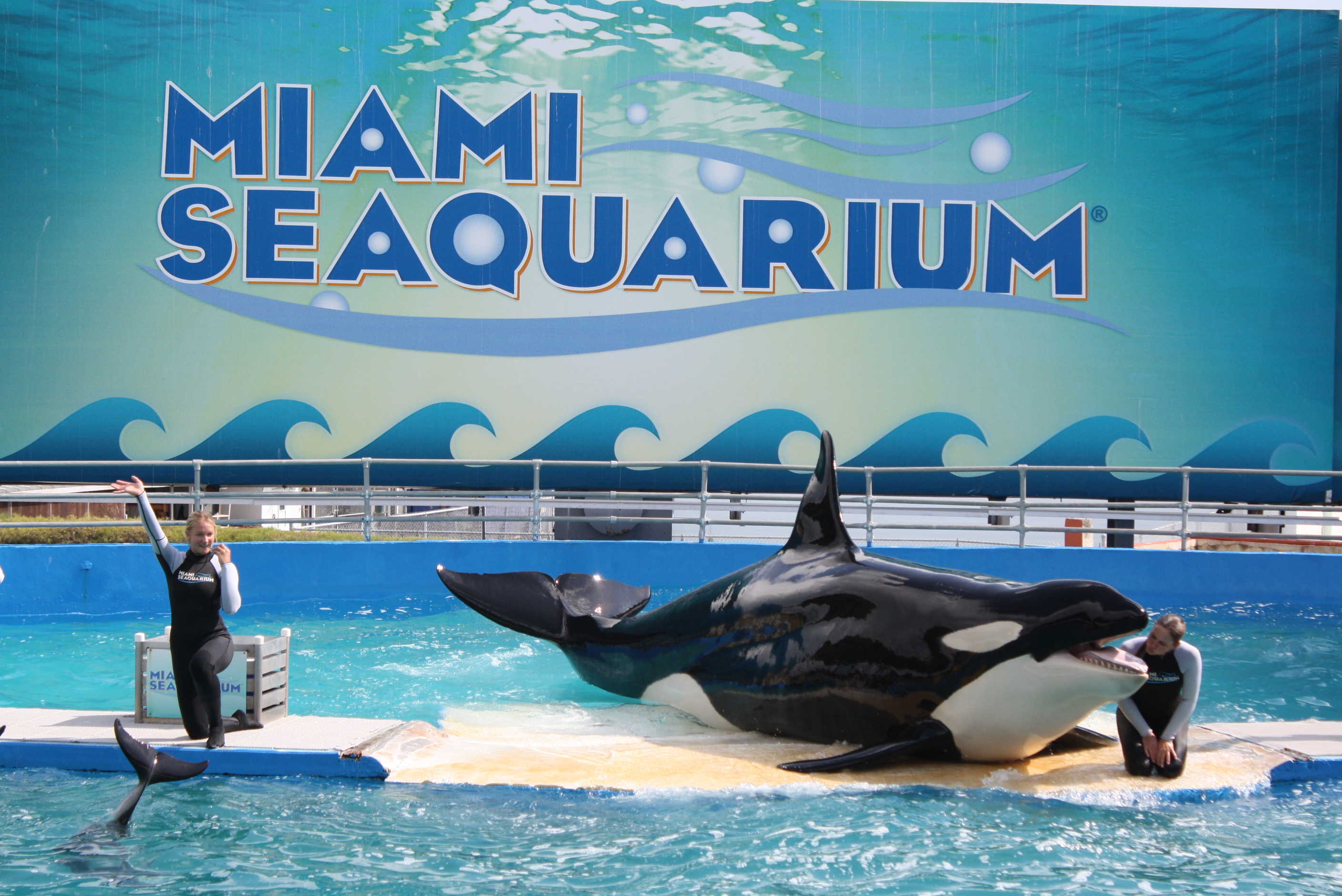 miami seaquarium orque lolita