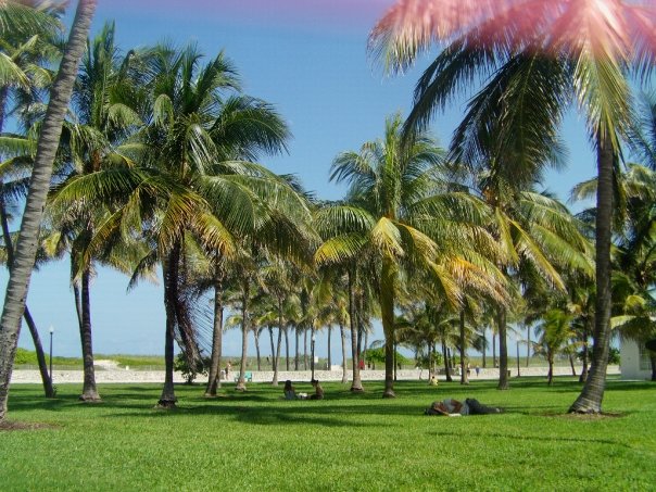 palmiers south beach