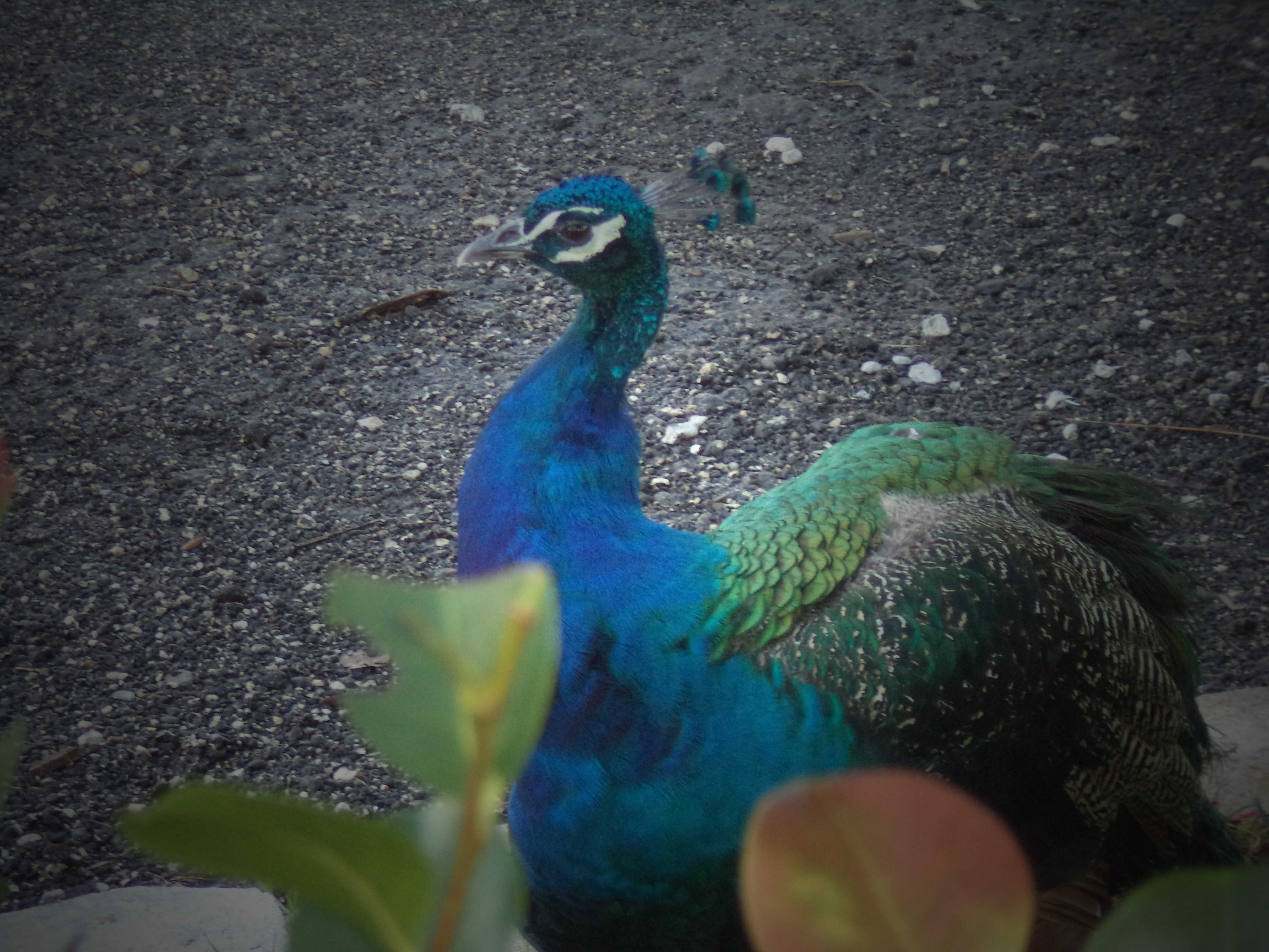 paon dans les Everglades