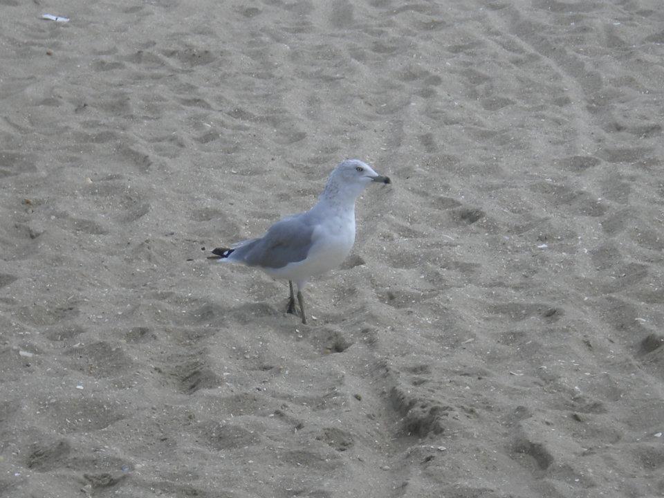 mouette