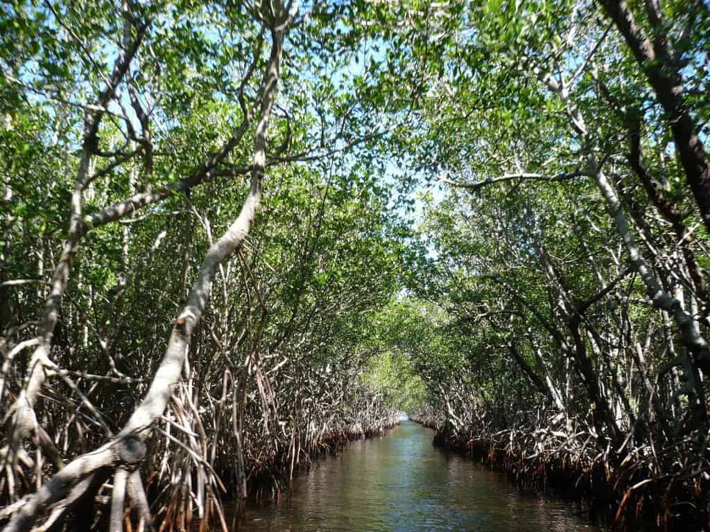 mangrove everglades