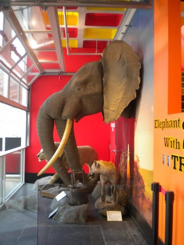 believe it or not éléphant