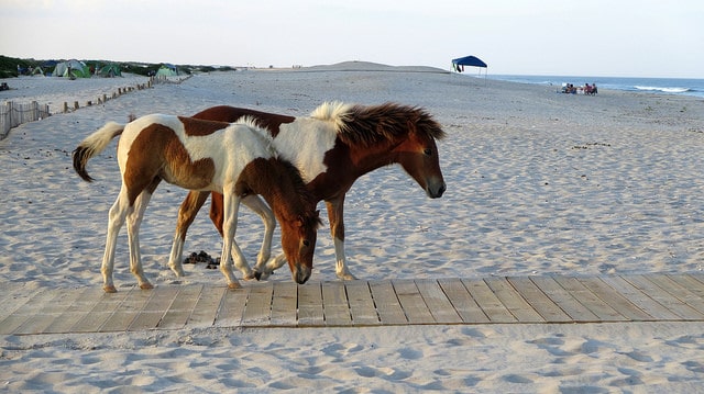 assateague island campground