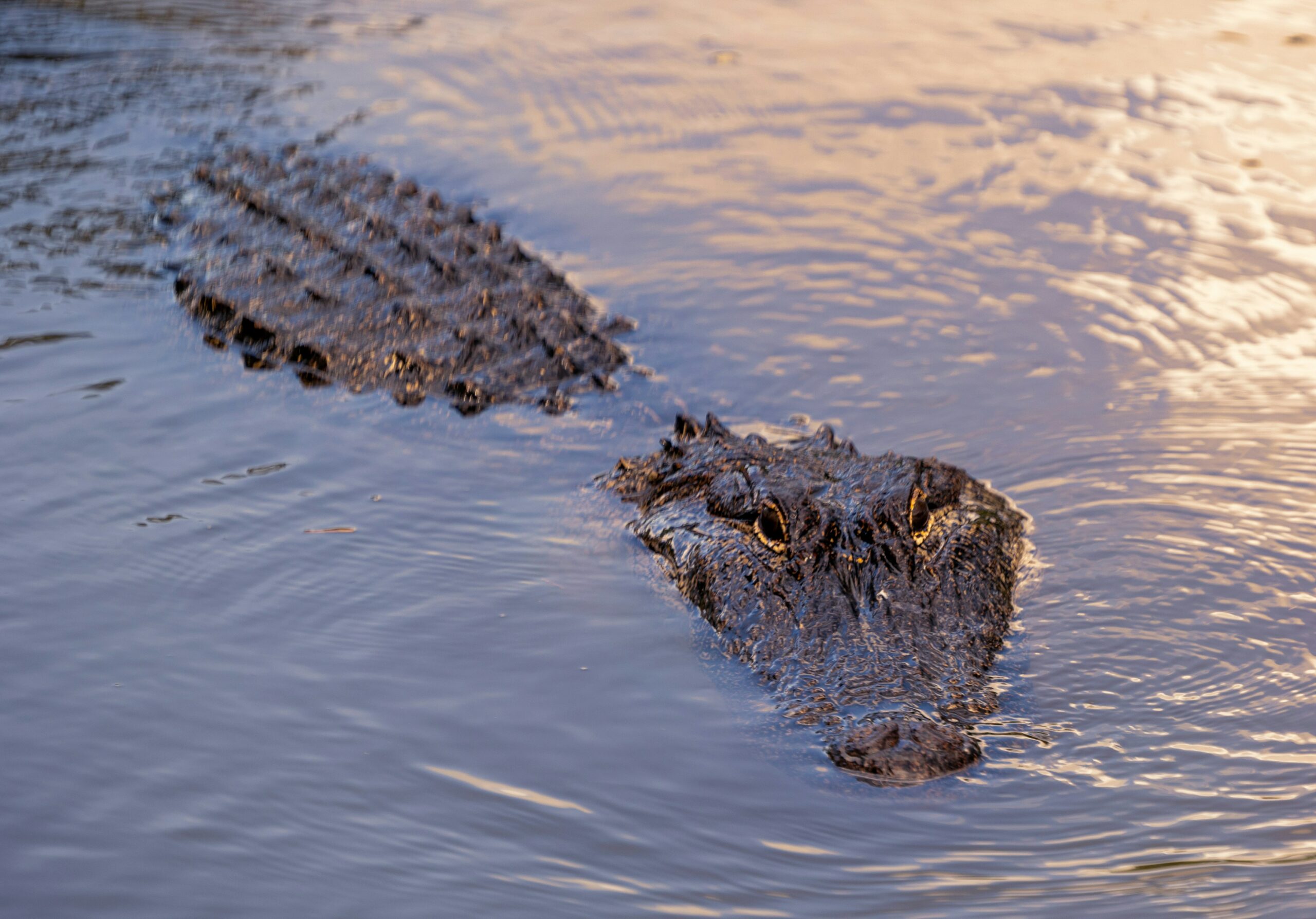 alligator nouvelle orleans bayou