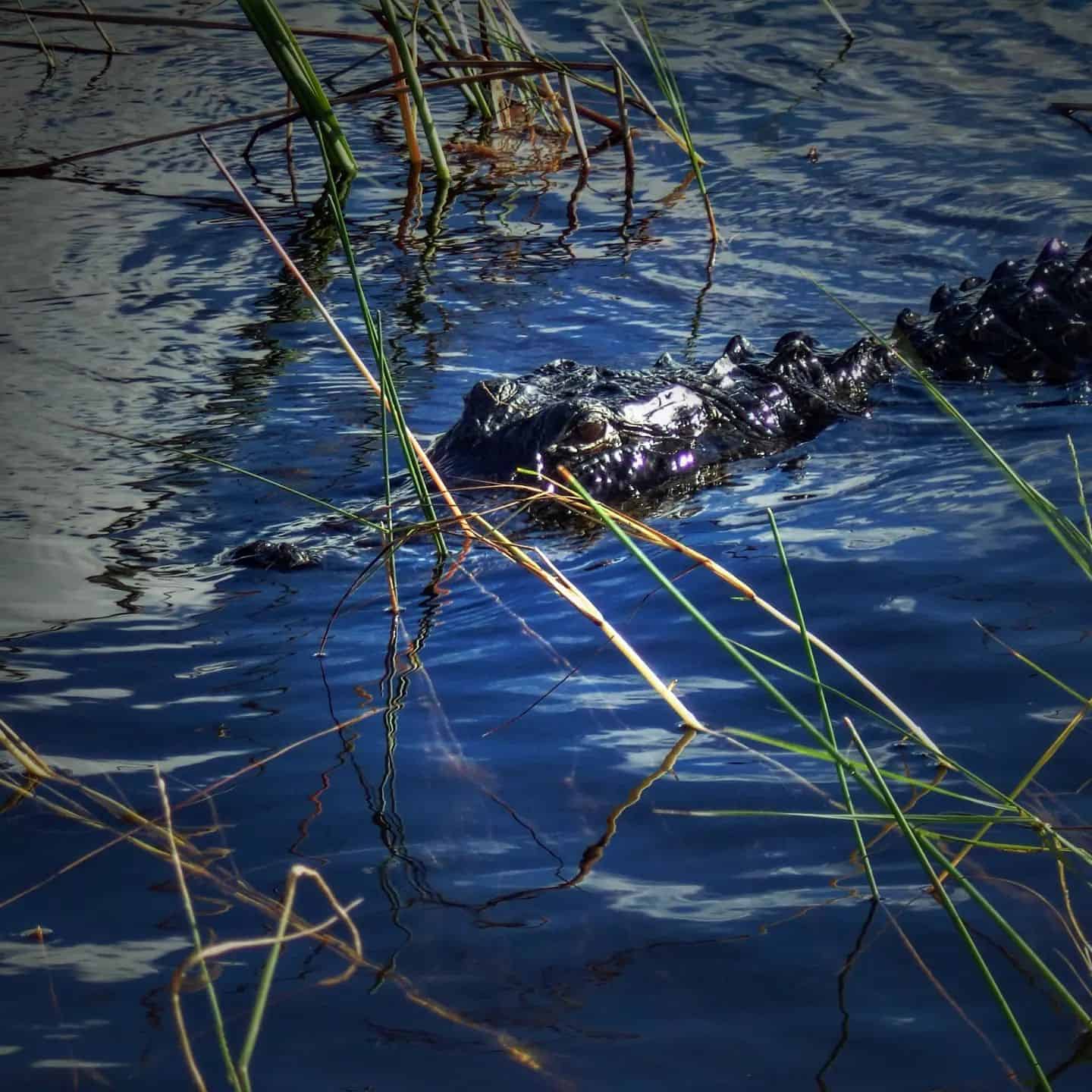 Ah les crocrocro, les crocodiles.... 🎵Et bien non, c'est un alligator ! Sinon ce petit filou suivait notre bateau à la trace... Je ne savais pas comment le prendre... Signe de bienvenue ou petite faim ?....#alligator #gator #everglades #evergladesnationalpark #nationalpark #marais #mangroves #animalsofinstagram #florida #floride #airboat #etatsunis #étatsunis #usa #miami #miamidade #southflorida #fortlauderdale #blogvoyage #blogueurvoyage #travelblog #animalphotography #photographyanimals #wildlife #nature #viesauvage