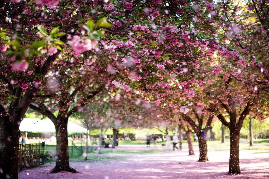 événements New York _ cherry blossom festival