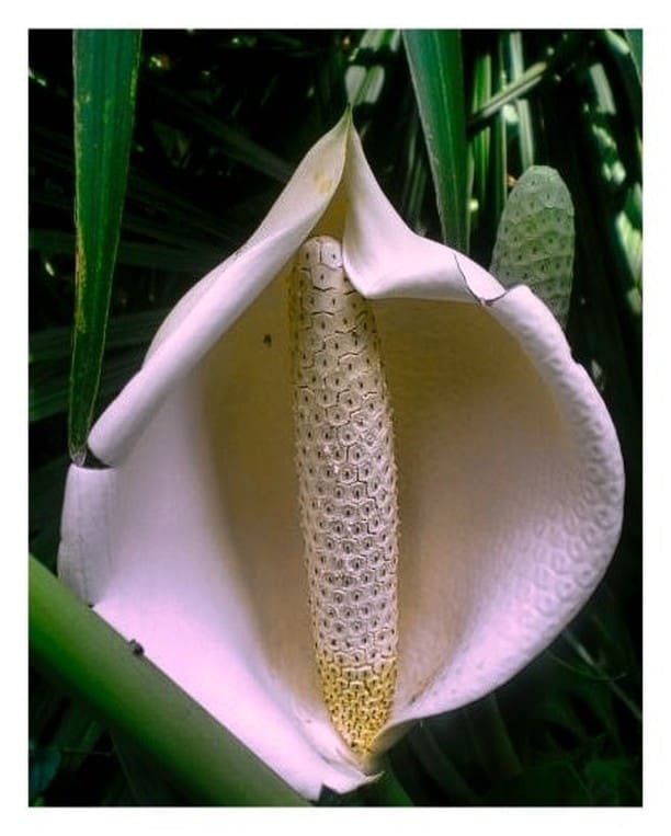 La beauté de cette fleur tropicale😍📍Fairchild Tropical Botanic Garden, Coral Gables, Miami------------------------------------Suivez-moi sur insta: @mythique_amerique-----------------------------------#miami #miamibeach #florida #floride #etatsunis #unitedstates #frenchiesauxusa #etatsunis🇺🇸 #blogvoyages #travelblogger #voyageusa #voyages #coralgables #coralgablesmiami #coralgablesflorida #fairchildtropicalgarden #fairchildtropicalbotanicgarden #tropicalgarden #tropicalgardening #tropicalflowers🌺 #tropicalflower #naturephotography #wildlifephotography #tropicalplant #jardin #jardinbotanique #jardintropical #fleurtropicale #plantetropicale #nature
