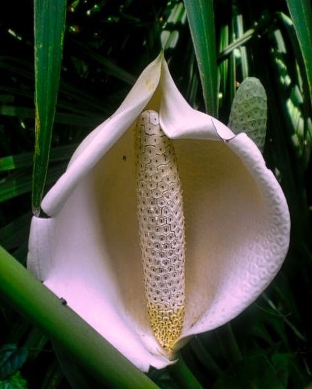 La beauté de cette fleur tropicale😍

📍Fairchild Tropical Botanic Garden, Coral Gables, Miami

------------------------------------

Suivez-moi sur insta: @mythique_amerique

-----------------------------------

#miami #miamibeach #florida #floride #etatsunis #unitedstates #frenchiesauxusa #etatsunis🇺🇸 #blogvoyages #travelblogger #voyageusa #voyages #coralgables #coralgablesmiami #coralgablesflorida #fairchildtropicalgarden #fairchildtropicalbotanicgarden #tropicalgarden #tropicalgardening #tropicalflowers🌺 #tropicalflower #naturephotography #wildlifephotography #tropicalplant #jardin #jardinbotanique #jardintropical #fleurtropicale #plantetropicale #nature