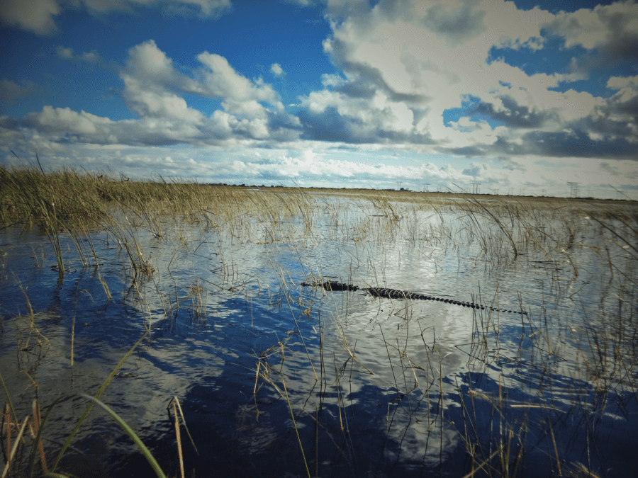 alligator qui nage dans les Everglades