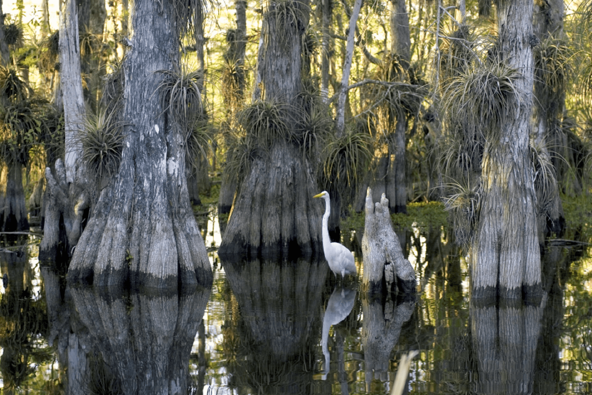 mangroves everglades