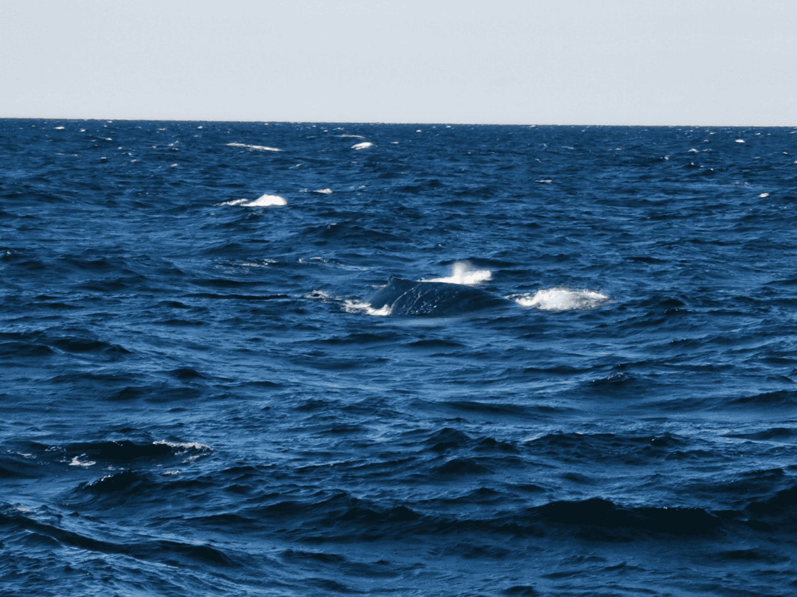 croisière baleines Nouvelle-Angleterre