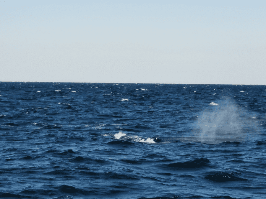 baleine hors de l'eau Boston