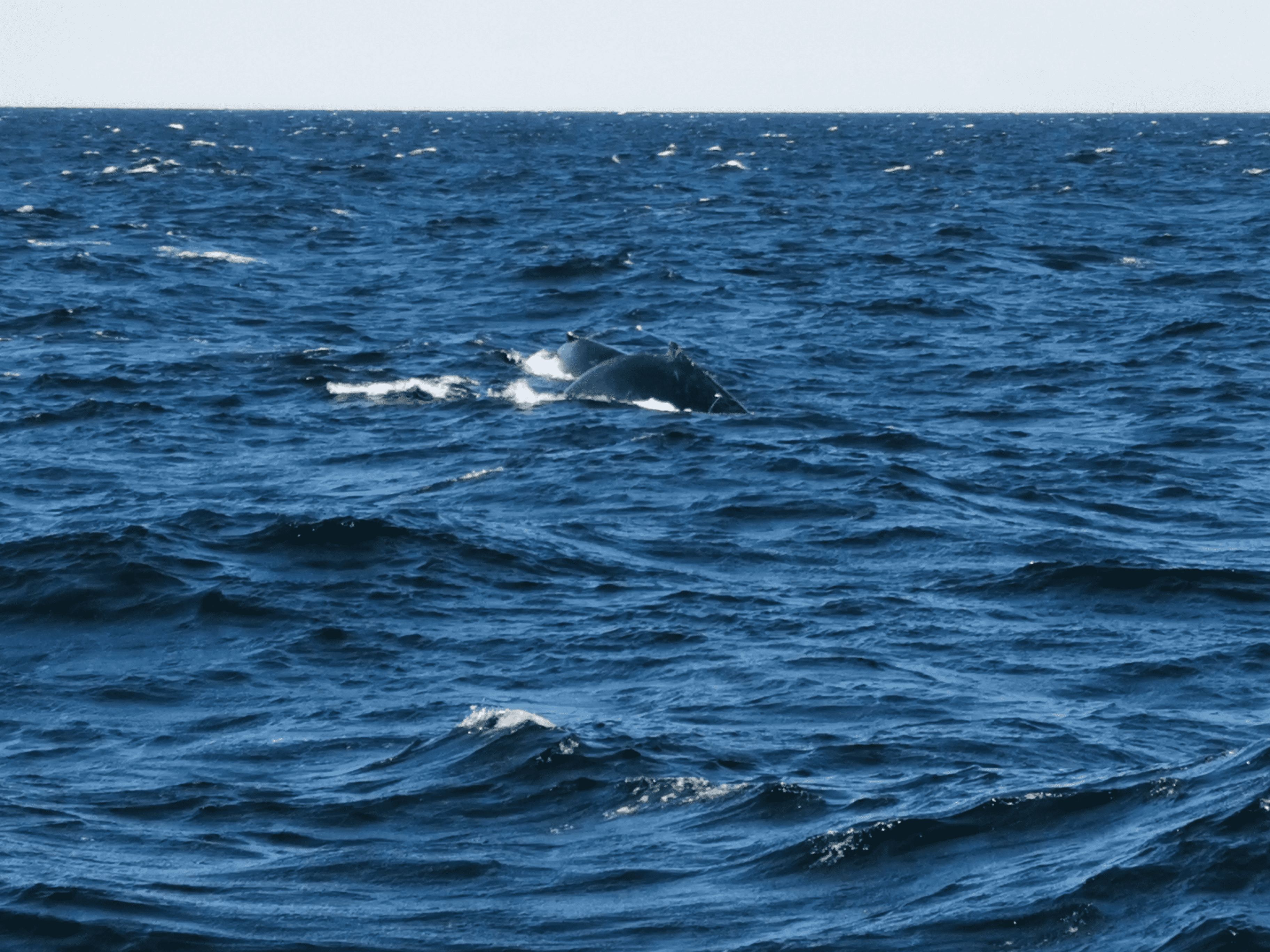 baleines Nouvelle-Angleterre