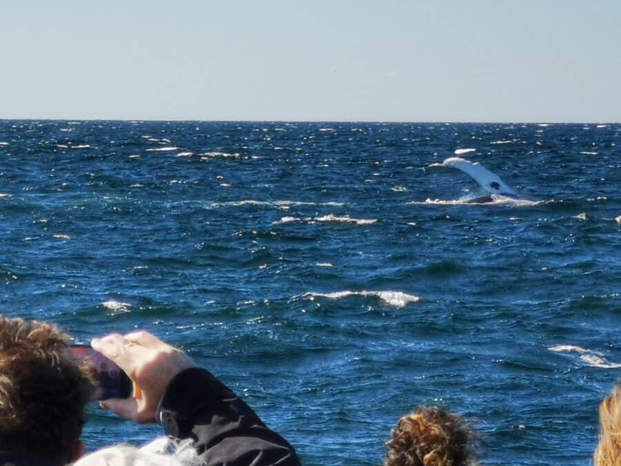 baleine nageoire bonjour