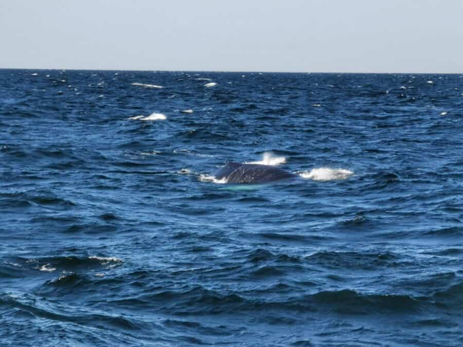 dos aileron baleine