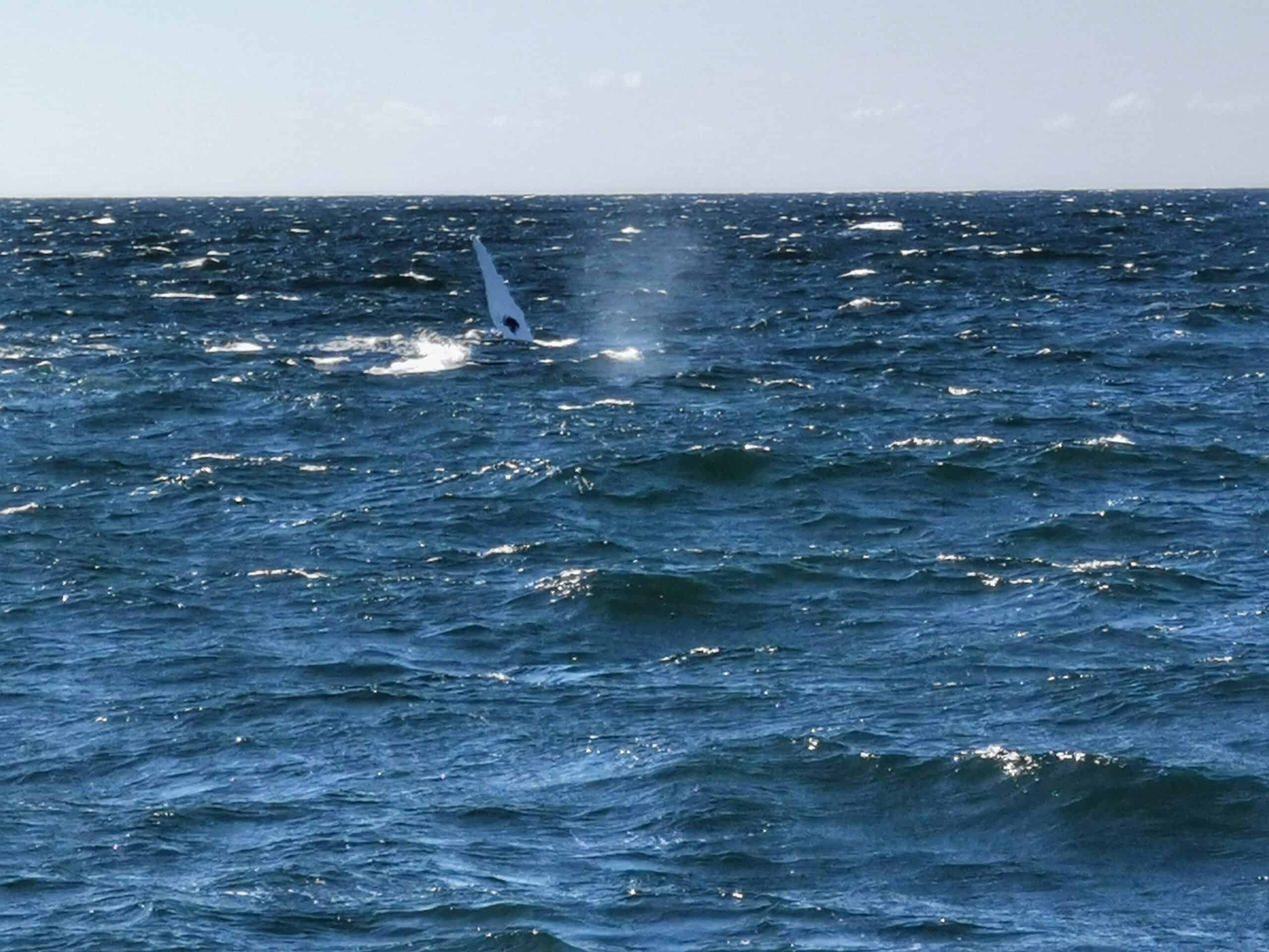 nageoire baleine