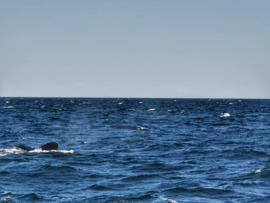 queue baleine Boston