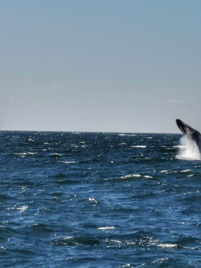 saut baleine Boston