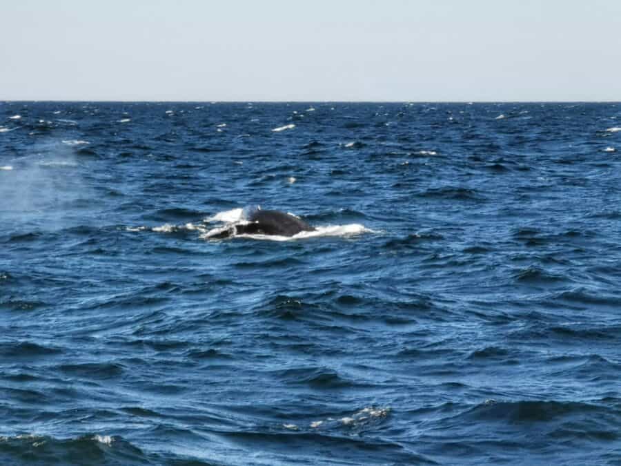 voir les baleines à Boston - queue baleine