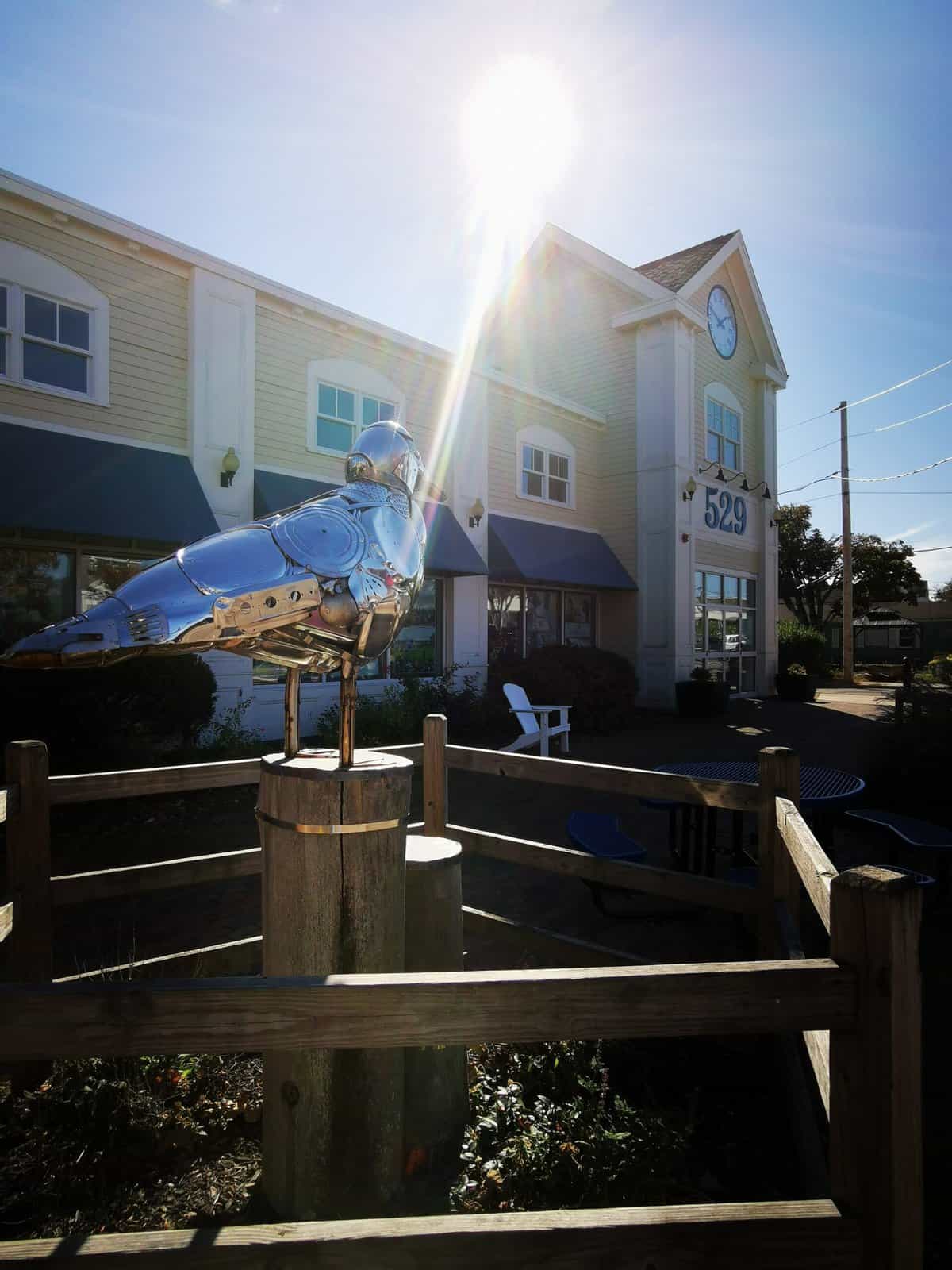 mouette Nouvelle-Angleterre