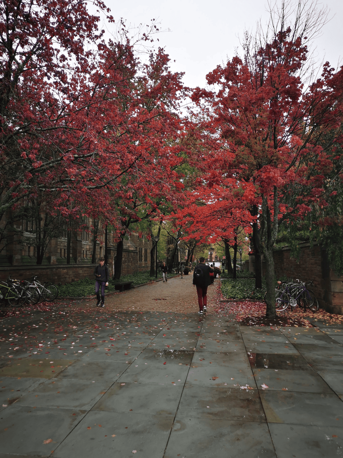 automne université Yale