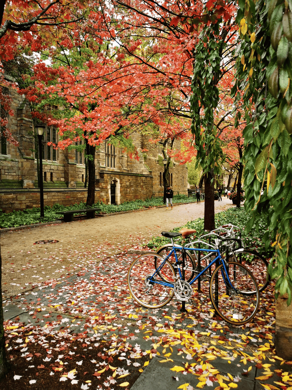 automne université Yale